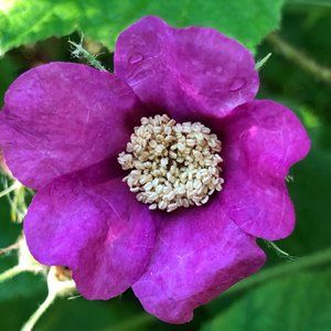 Meet your Posher, Barberella001